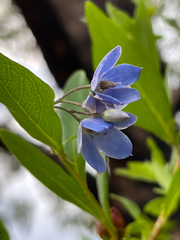 Billardiera heterophylla