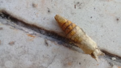 Insecta