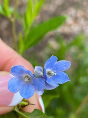 Billardiera heterophylla