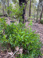 Billardiera heterophylla