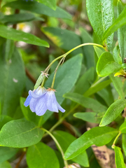 Billardiera heterophylla