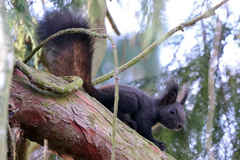 Sciurus vulgaris
