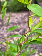 Billardiera heterophylla