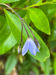 Billardiera heterophylla