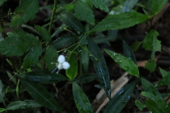 Aneilema acuminatum