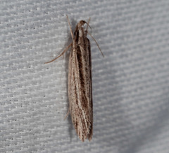 Leptosaces schistopa