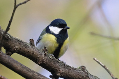 Parus major