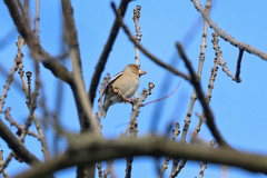 Coccothraustes coccothraustes