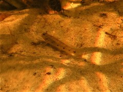 Favonigobius exquisitus