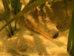 Favonigobius exquisitus