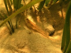 Favonigobius exquisitus
