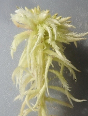 Sphagnum riparium