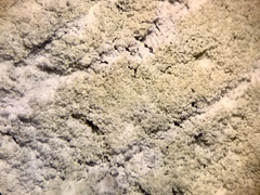 Cliostomum leprosum