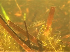 Redigobius macrostoma
