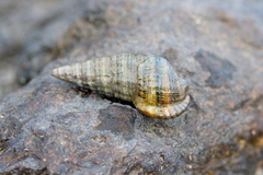 Potamididae
