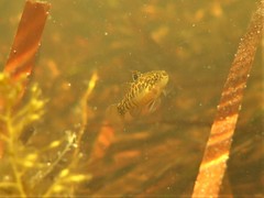 Redigobius macrostoma