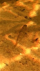 Favonigobius exquisitus