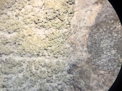 Cliostomum leprosum