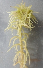 Sphagnum riparium