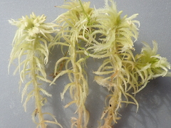 Sphagnum riparium