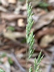 Poa sieberiana