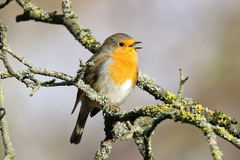 Erithacus rubecula