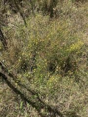 Goodenia paniculata