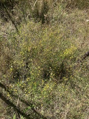 Goodenia paniculata