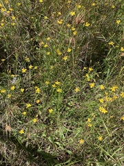 Goodenia paniculata