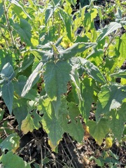 Montanoa tomentosa