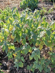 Montanoa tomentosa
