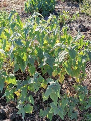 Montanoa tomentosa