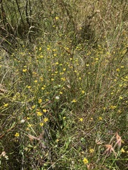 Goodenia paniculata