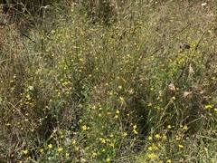Goodenia paniculata