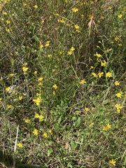 Goodenia paniculata