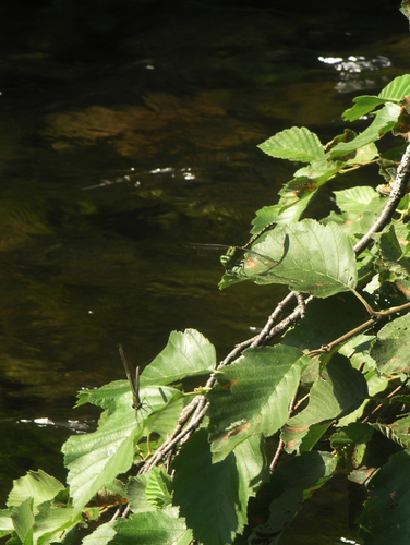 Photo of Green Snaketail (Ophiogomphus cecilia)