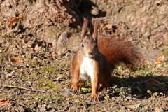 Sciurus vulgaris