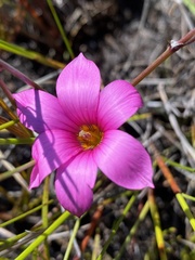 Romulea dichotoma