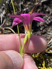 Romulea dichotoma