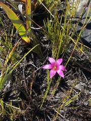 Romulea dichotoma