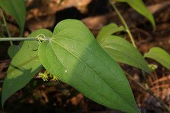 Smilax moranensis