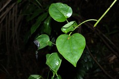 Streptothamnus moorei