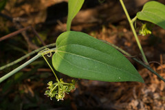 Smilax moranensis