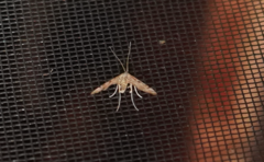 Parapoynx badiusalis