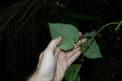 Streptothamnus moorei