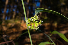 Smilax moranensis