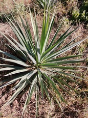 Furcraea parmentieri