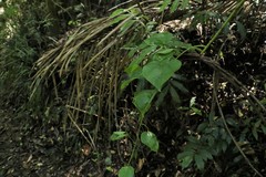 Streptothamnus moorei