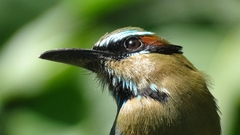 Eumomota superciliosa