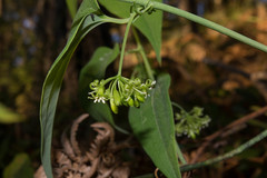 Smilax moranensis